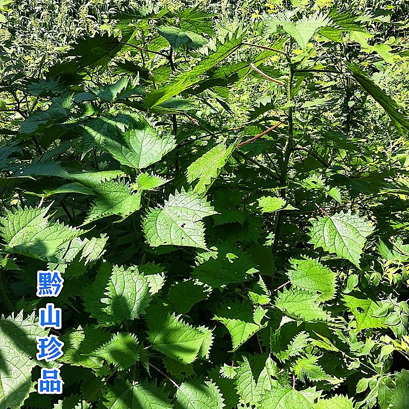 荨麻草扎了的多久能好,被荨麻草扎了的图片,被荨麻草扎了怎么办_大山谷图库
