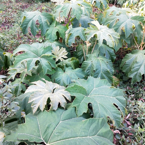贵州通脱木中草药材通草根木通树大通草天麻子通花根新鲜现挖500g - 图2