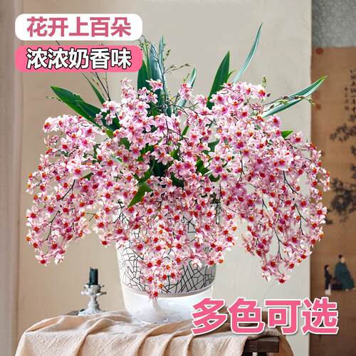 香水文心兰梦香浓浓奶香味花开上百朵 冬春带花苞出售桌面盆载 - 图0