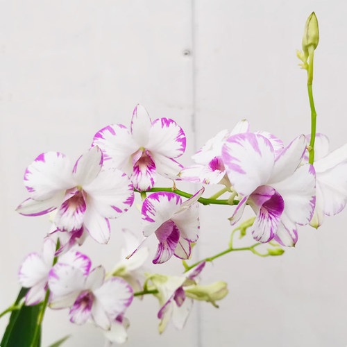 石斛兰花盆栽特级泼墨石斛带花苞室内阳台花卉四季来花不断花期长 - 图2