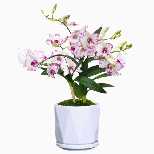 石斛兰花盆栽特级泼墨石斛带花苞室内阳台花卉四季来花不断花期长 - 图3