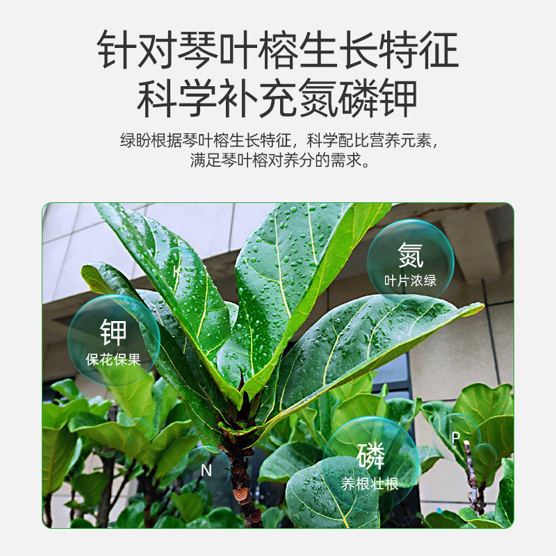 琴叶榕肥料专用肥家用盆栽植物缓释肥复合肥有机营养液叶面肥花肥 - 图1