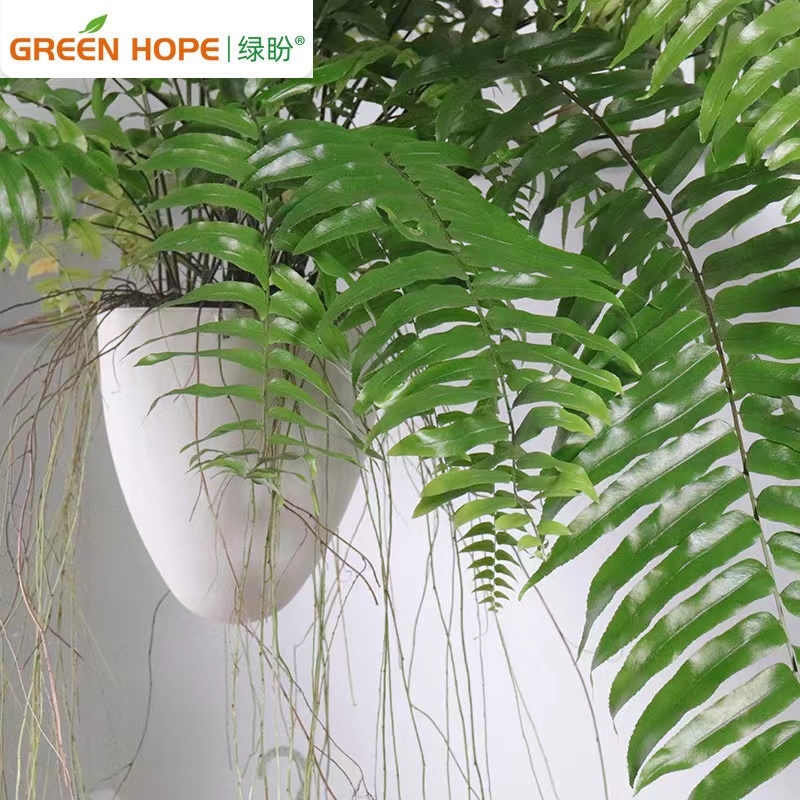 霸王蕨长叶垂吊式蕨类植物客厅书房长叶肾蕨净化空气吸甲醛好养 - 图2