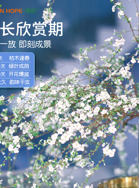 绿盼雪柳支鲜枝水养插花水培植物