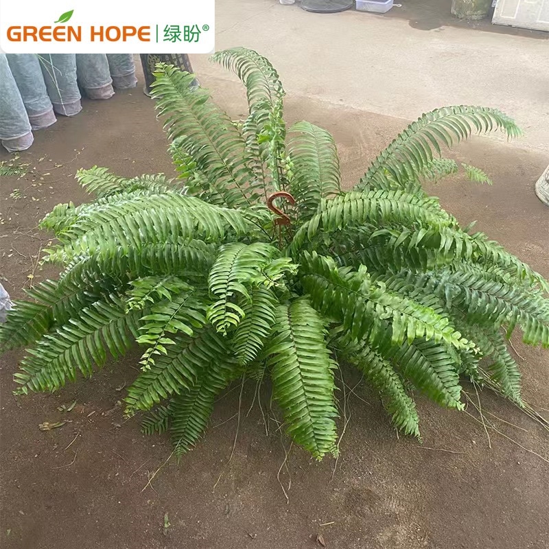 霸王蕨长叶垂吊式蕨类植物客厅书房长叶肾蕨净化空气吸甲醛好养 - 图1