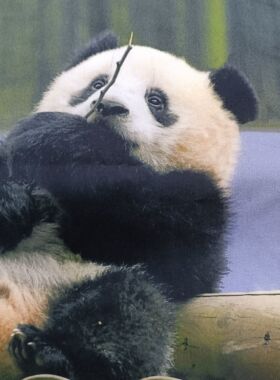 涤纶大熊猫小方巾手帕送国外朋友伴手礼