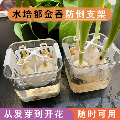 水培郁金香防倒支架塑料固定器从发芽到开花懒人免绑固定架子 - 图2