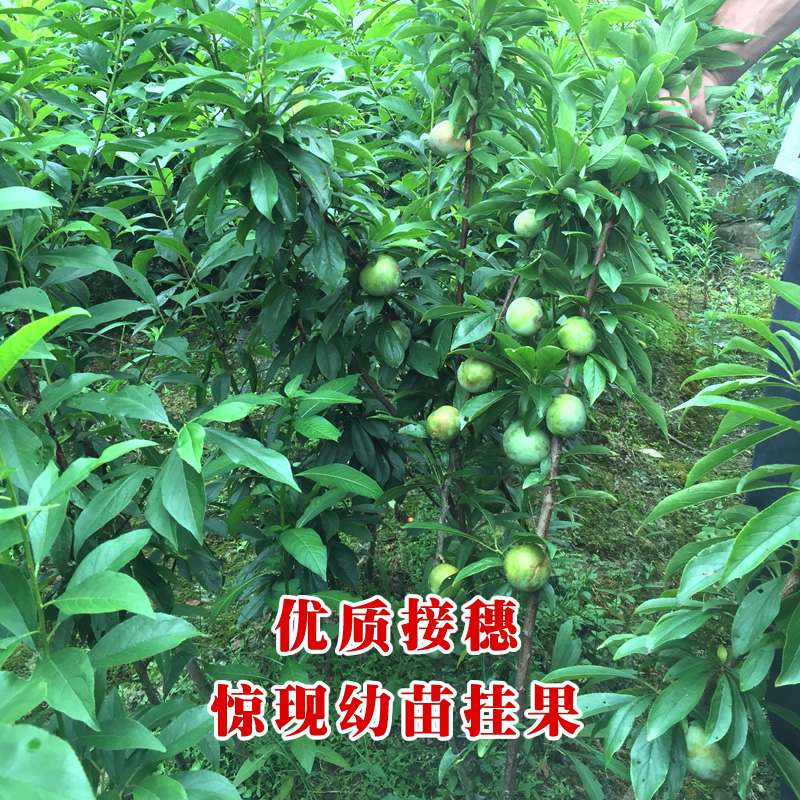 正宗嵊州桃形李树苗红心李子甜度高四年苗果树南北种植嫁接李子苗 - 图1