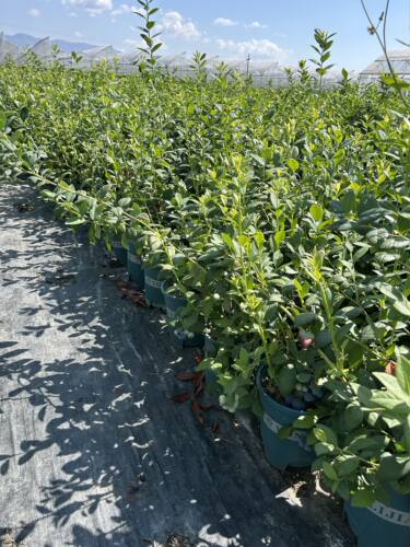 直播专用f6 - 图1