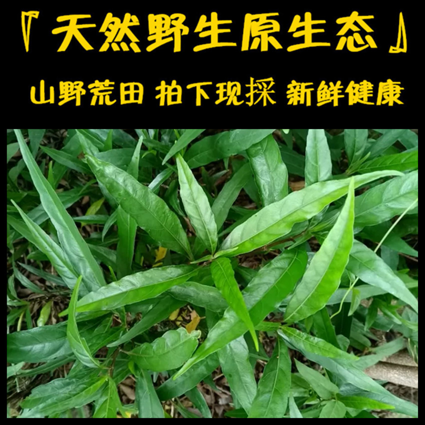 新鲜现采潮汕青草药乌骨黄藤小驳骨丹接骨筒接骨草接骨藤驳脚青-图3