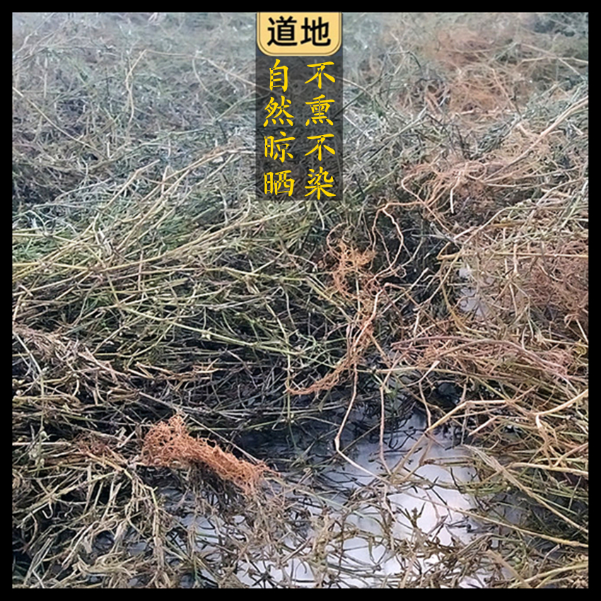 新鲜现采潮汕青草药 深山蛇舌草 山尖 乌骨蛇舌草 四方枝蛇舌草 - 图2