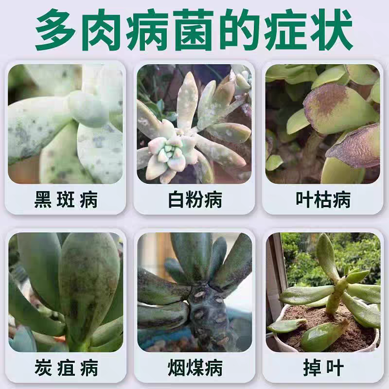 多肉白粉黑斑病专用杀菌植物通用增肥营养液肥料专用爆芽素营养液,淘宝优惠券,粉丝福利购,淘宝优惠卷