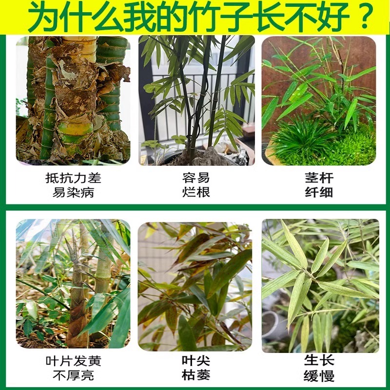 竹子专用营养液竹子专用肥料急救叶子发黄烂根药竹子黄叶药营养液 - 图0