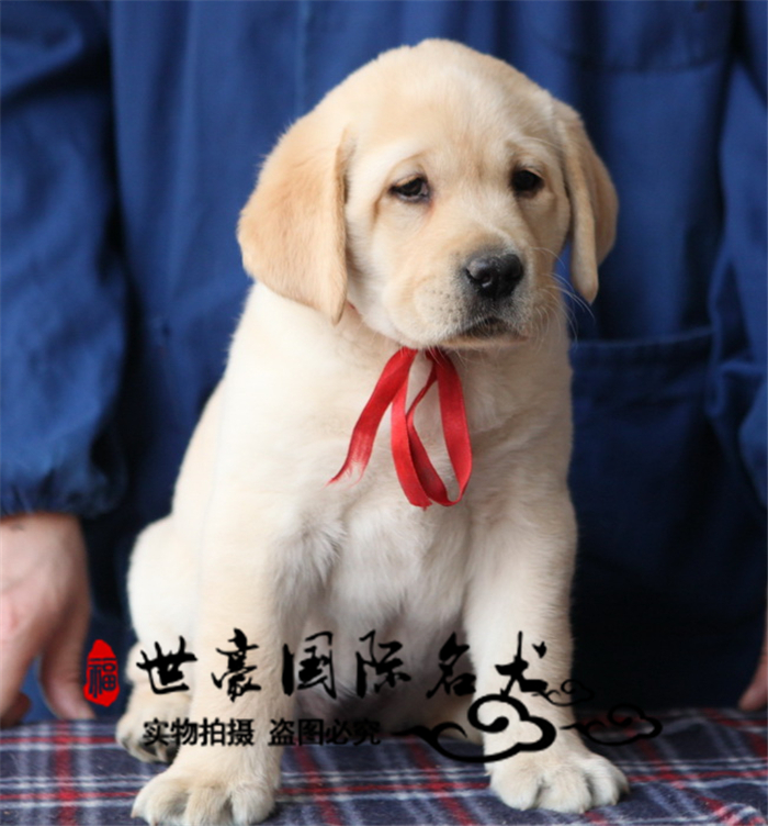 出售赛级双血统拉布拉多幼犬纯种寻回奶白色家养活体宠物狗狗包邮 - 图1