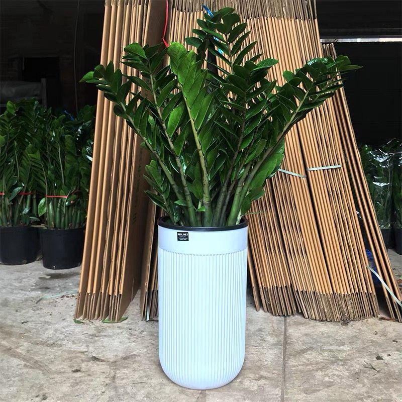 金钱树大盆栽发财树大棵特大号金钱树乔迁之喜旺宅玄关绿植,淘宝优惠券,粉丝福利购,淘宝优惠卷