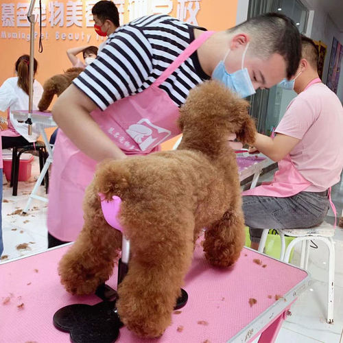 魔梯MOTI犬辅助站立支架美容师狗狗用网红宠物关爱小板凳 - 图2