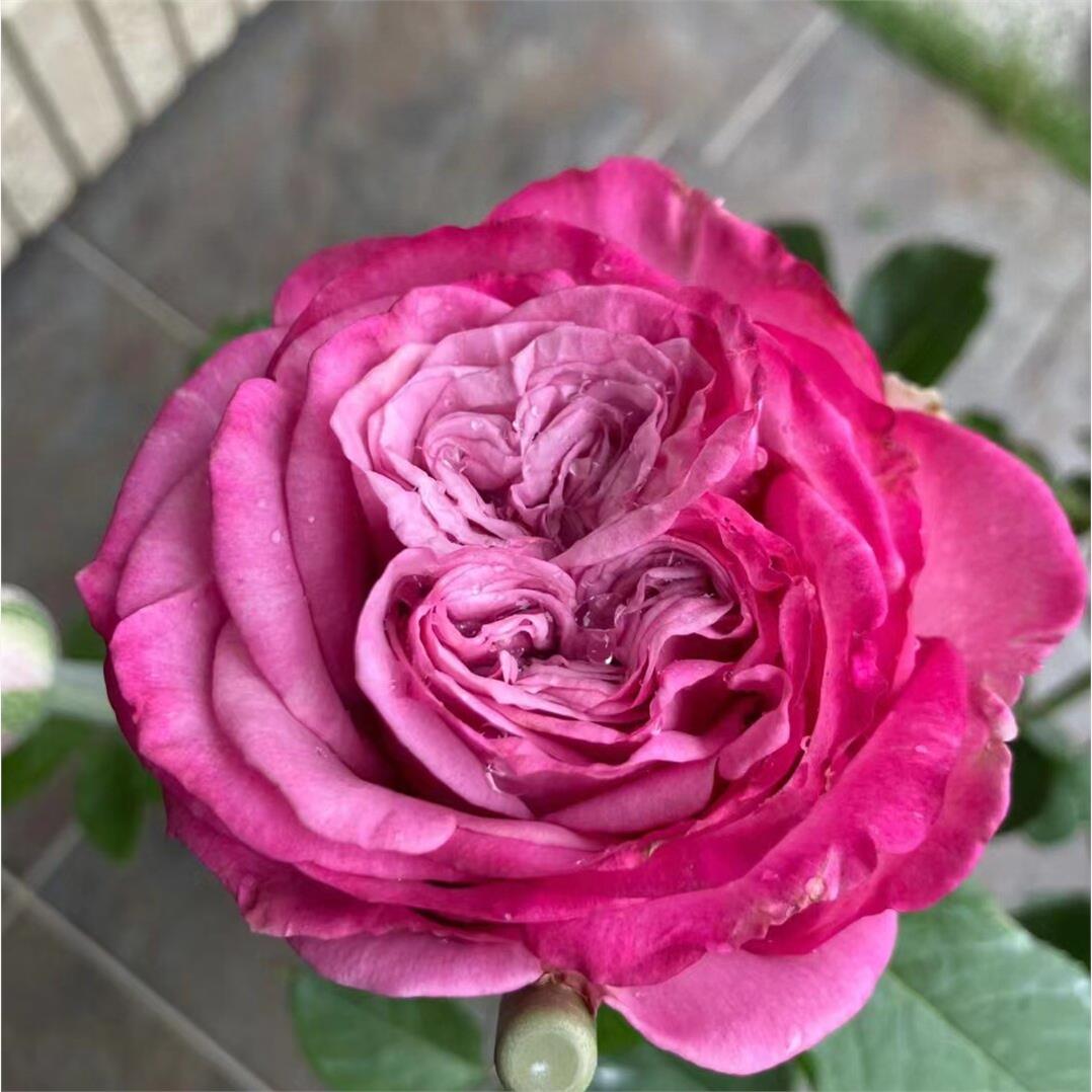 蓝调 月季花苗紫色灌木大花庭院阳台盆栽开花植物花苗 - 图2