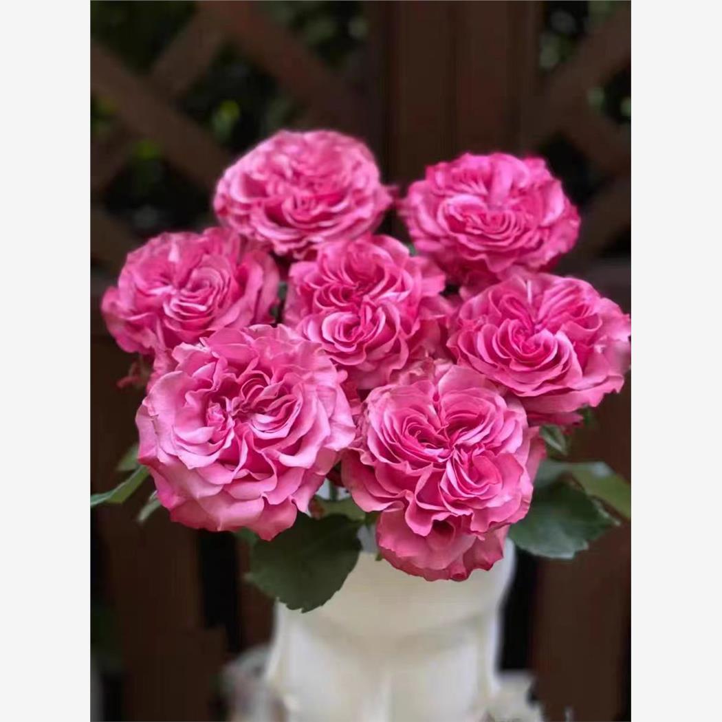 蓝调 月季花苗紫色灌木大花庭院阳台盆栽开花植物花苗 - 图0