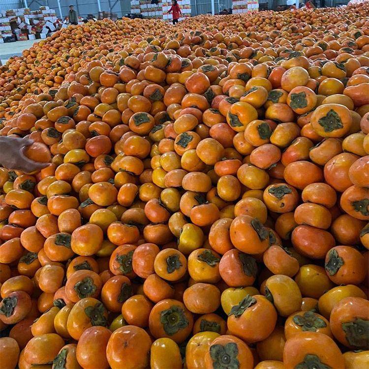 现摘现发顺丰包邮脆柿子甜柿子新鲜孕妇水果10斤,淘宝优惠券,粉丝福利购,淘宝优惠卷