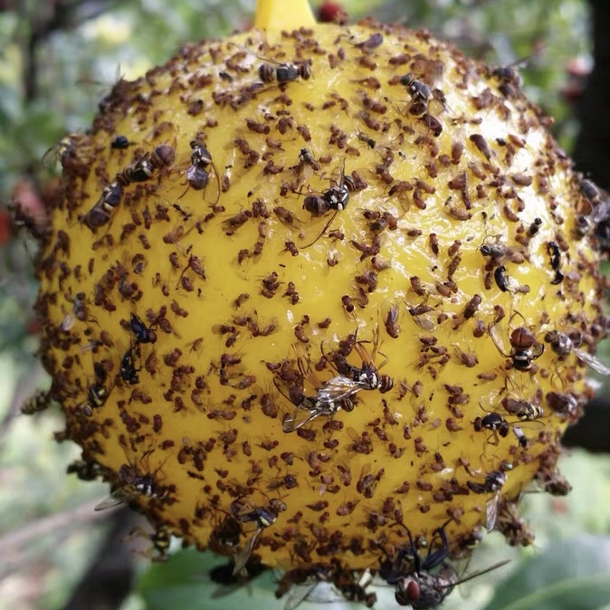 柑橘瓜果实蝇诱蝇球诱虫球杀果蝇药粘虫球板针蜂引诱剂果蝇诱捕器 - 图1