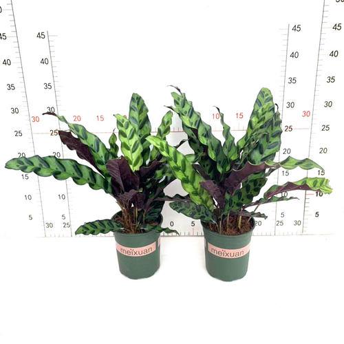 豹纹竹芋盆栽彩叶豹斑绿脉竹芋植物室内办公桌面花卉四季常青包邮 - 图2