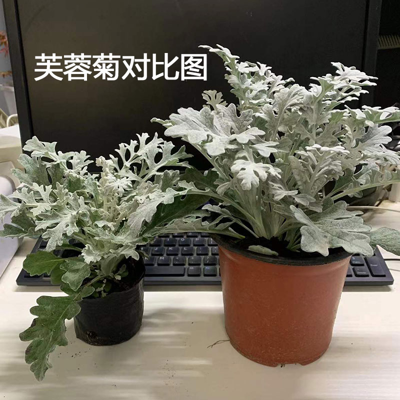 银叶菊盆栽芙蓉菊绿植室内办公客厅阳台庭院耐寒趣味植物观叶花卉 - 图2