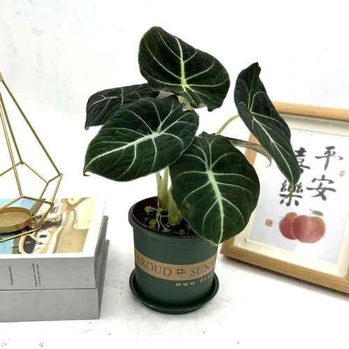 黑天鹅绒海芋网红观叶竹芋热带稀有北欧盆栽室内桌面办公耐阴绿植 - 图2