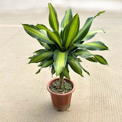 也门铁盆栽巴西木香龙血树彩叶植物室内办公客厅四季常青观叶花卉 - 图2