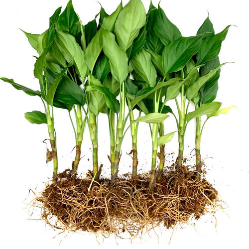 万年青盆栽客厅植物观叶银皇后花粉黛室内四季常青水土养净化空气 - 图3