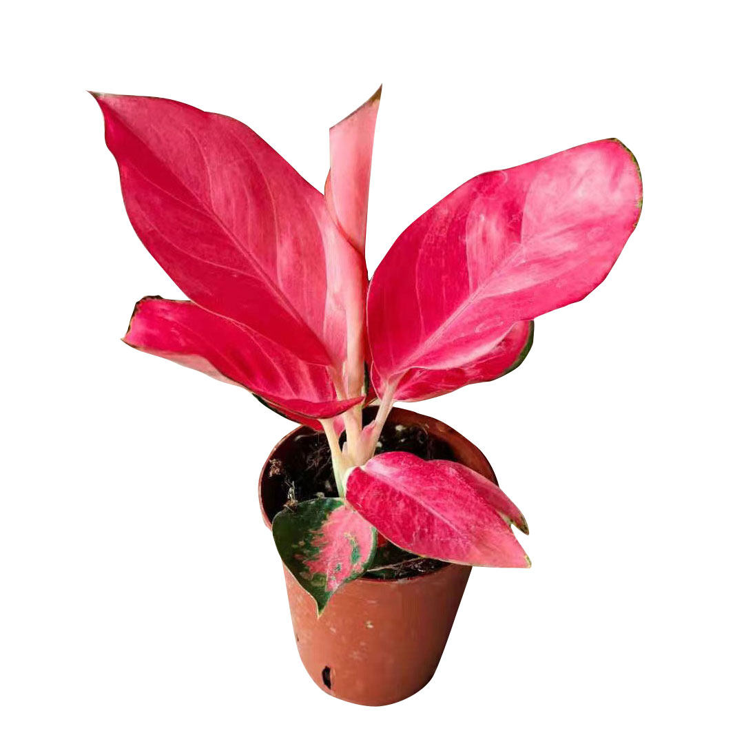 中国红盆栽如意皇后水土培苗室内办公客厅桌摆观叶彩叶植物易养护,淘宝优惠券,粉丝福利购,淘宝优惠卷