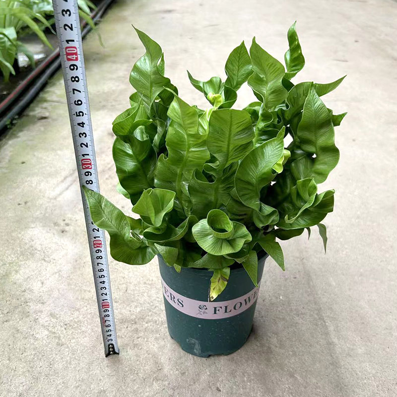 火焰鸟巢蕨盆栽室内观叶绿植办公桌摆易养护耐阴净化空气四季常青 - 图1