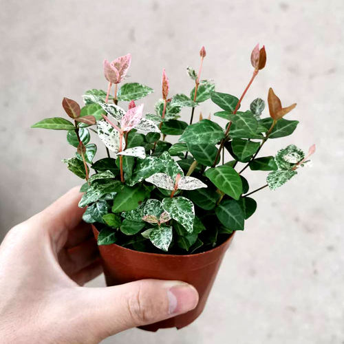 花叶络石盆栽黄金红彩叶洛石室内办公桌面易养护四季常青绿植花卉 - 图1