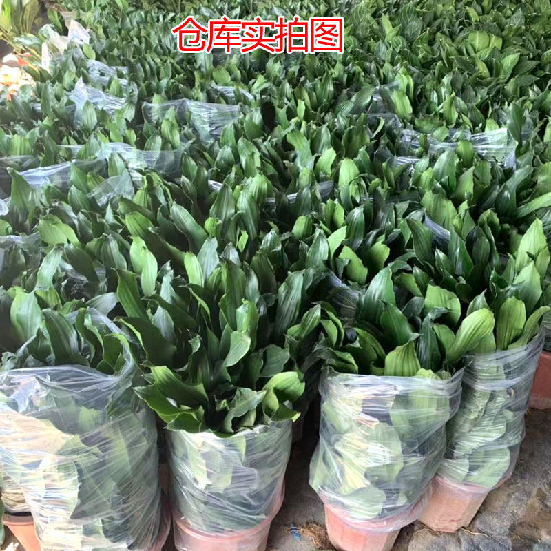 螺纹铁盆栽纽纹卷叶铁中大型室内客厅办公耐阴植物四季常青易养护,淘宝优惠券,粉丝福利购,淘宝优惠卷