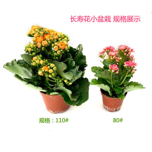 巴黎长寿花盆栽金狐狸花卉室内外客厅阳台观四季开花不断耐旱植物 - 图1