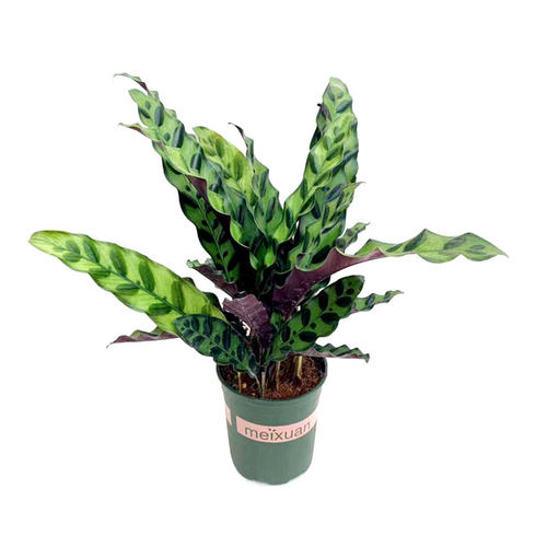 豹纹竹芋盆栽彩叶豹斑绿脉竹芋植物室内办公桌面花卉四季常青包邮 - 图3