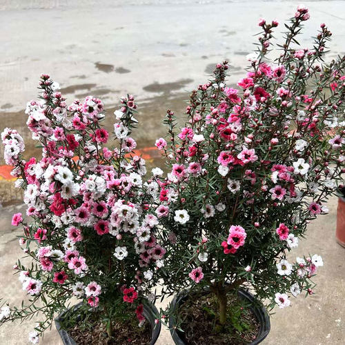 松红梅盆栽苗带花大苗老桩三色澳洲雪室内客厅阳台耐寒植物禾森园 - 图1