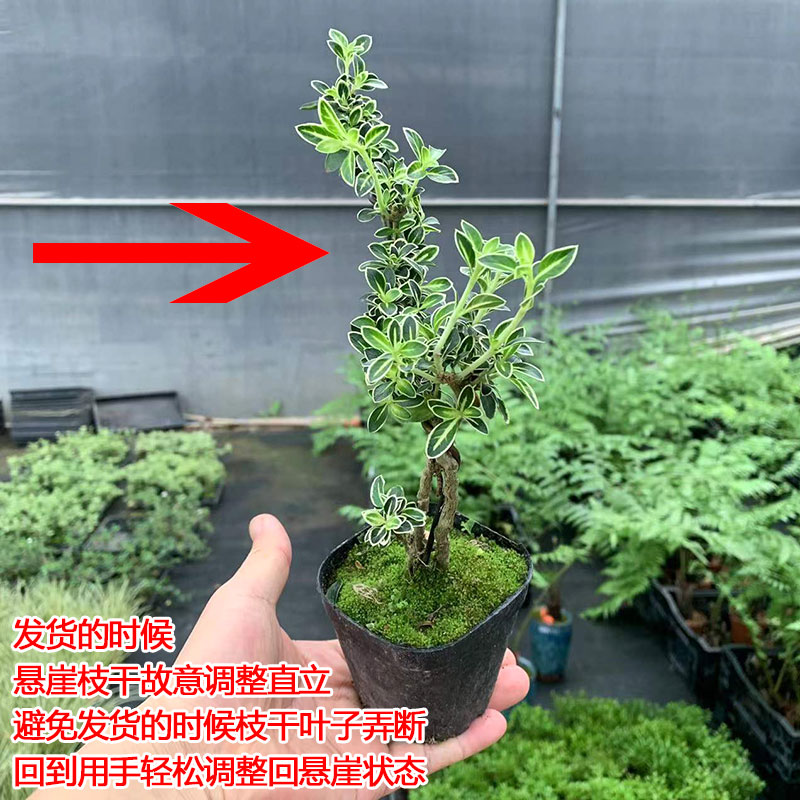 悬崖金边六月雪盆栽白花迷你提根盆景室内外附石盆景老桩奇趣造型 - 图1