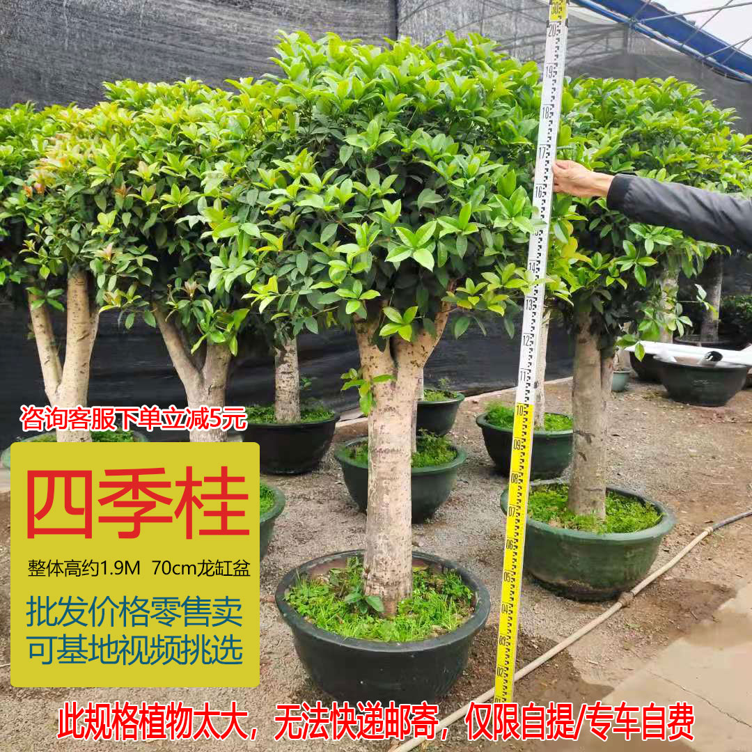 四季桂花盆栽浓香型大树室内外客厅阳台植物净化空气四季常青耐养 - 图3