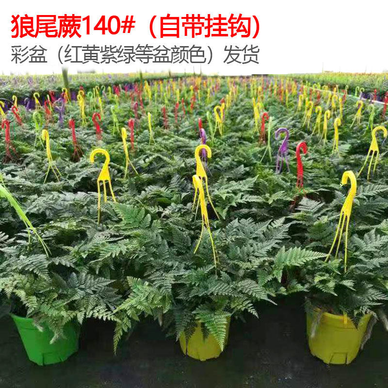 小狼尾蕨盆栽兔脚蕨银线蕨室内桌面办公绿植墙微景观雨林缸耐阴寒,淘宝优惠券,粉丝福利购,淘宝优惠卷