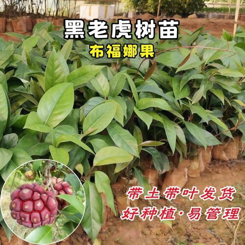 黑老虎树苗紫黑布福娜果苗大血藤果盆栽地栽爬藤当年结果恶魔果实 - 图2
