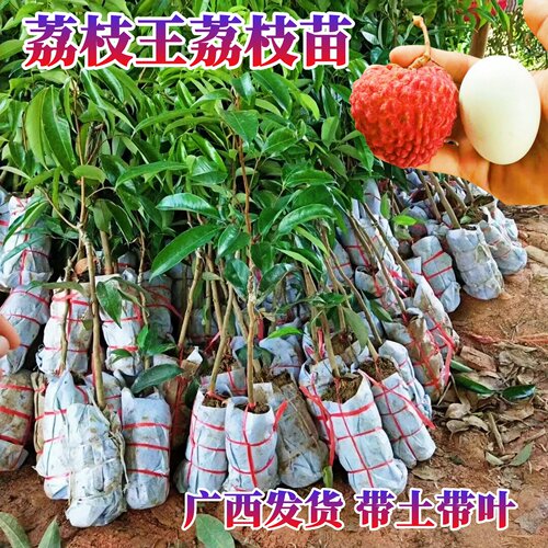 嫁接苗荔枝王荔枝苗比鸡蛋大果荔枝苗纯甜荔枝王阳台庭院盆栽地栽 - 图0