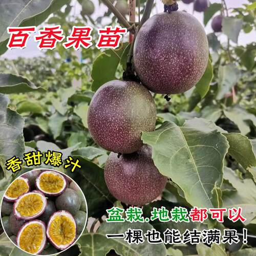 台农百香果苗嫁接苗纯甜百香果苗四季结果爬藤三个月结果带土带叶 - 图2