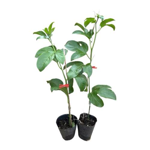 台农百香果苗嫁接苗纯甜百香果苗四季结果爬藤三个月结果带土带叶 - 图3