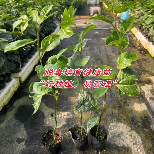 台农百香果苗嫁接苗纯甜百香果苗四季结果爬藤三个月结果带土带叶 - 图1