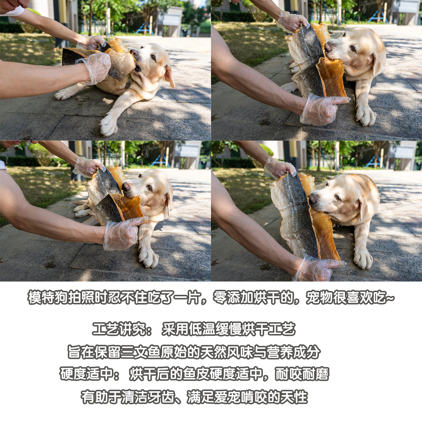 特大冻干带肉三文鱼皮宠物零食狗狗磨牙洁齿营养幼犬大狗奖励肉干,淘宝优惠券,粉丝福利购,淘宝优惠卷