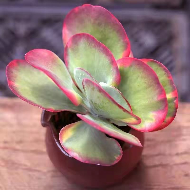 唐印多肉植物老桩新手好养花卉绿植桌面小盆栽净化空气防辐射,淘宝优惠券,粉丝福利购,淘宝优惠卷