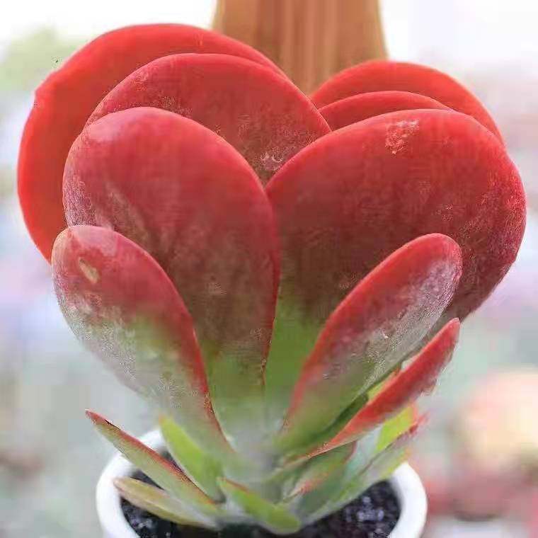 唐印多肉植物老桩新手好养花卉绿植桌面小盆栽净化空气防辐射,淘宝优惠券,粉丝福利购,淘宝优惠卷