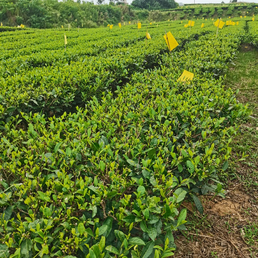 秋茶新茶孝感孝昌绿茶孟宗大观山茶叶250g袋装口味重清香浓耐泡 - 图1