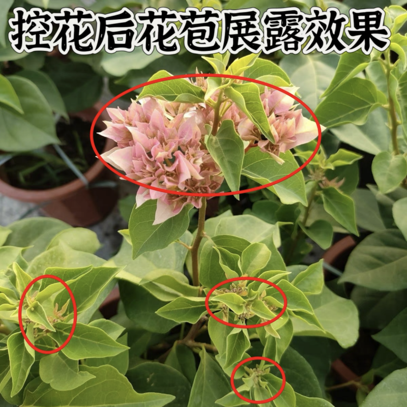 基地自用促生长促花复合肥全般植物通用肥花肥花卉绿植通用三角梅 - 图2