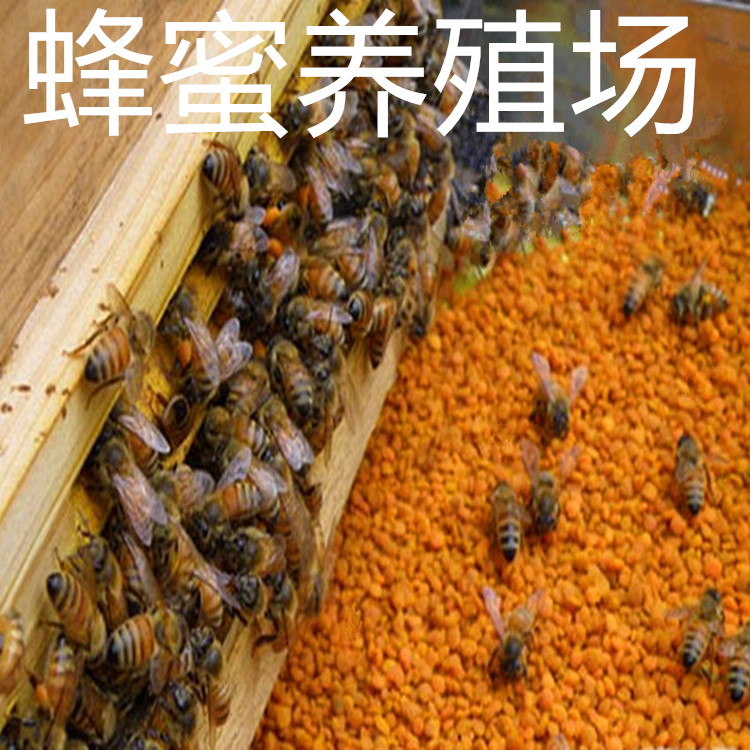 茶花花粉220g瓶农科院蜜蜂研究京西蜂场营养速溶自然原粉自然纯粉